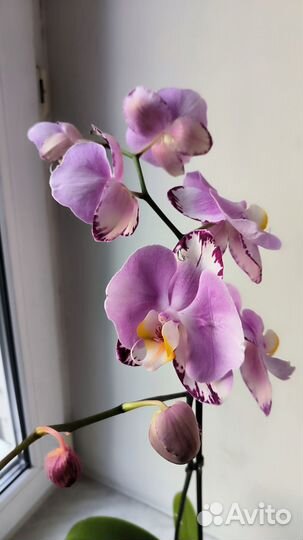 Орхидея фаленопсис бабочка Art Nouveau