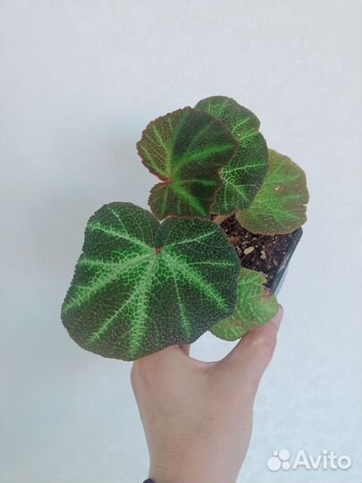 Бегония декоративно лиственная