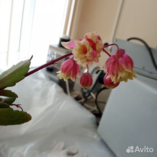 Каланхоэ Мангина Wendy Sunny Balloon