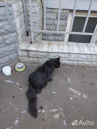 Кошка в дар бесплатно 1 год