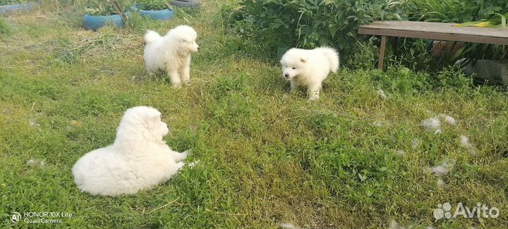 Щенки самоеда