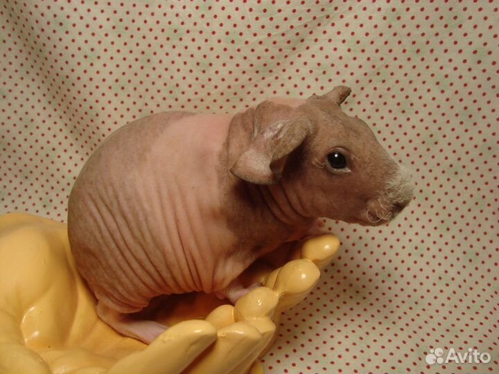 Морские свинки скинни