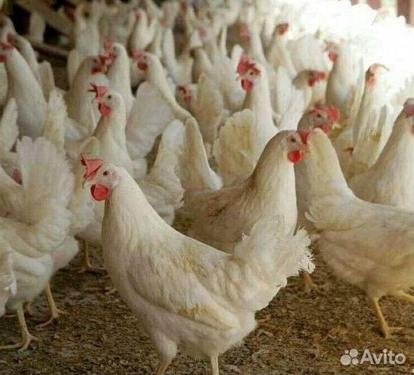 Куры-несушки