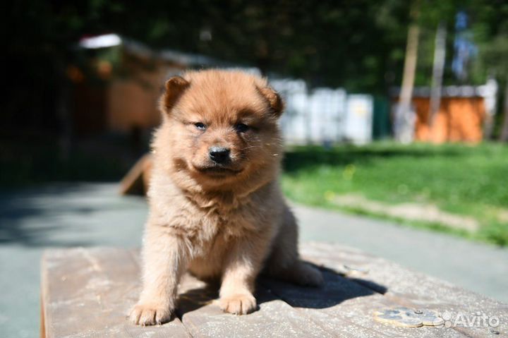 Карело-финская лайка щенки