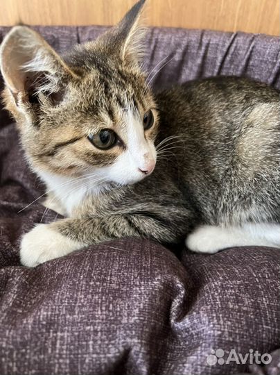 Европейская