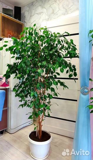 Комнатные цветы