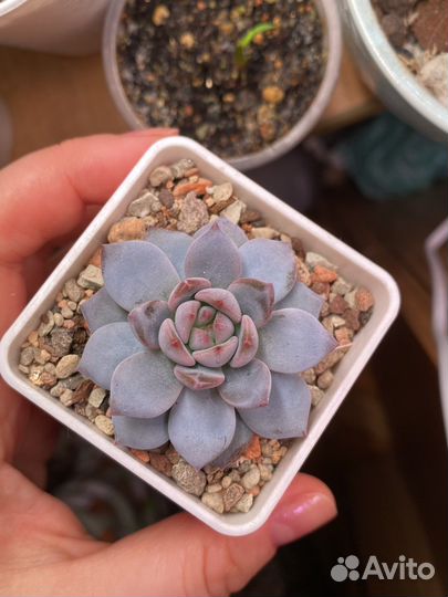 Суккуленты