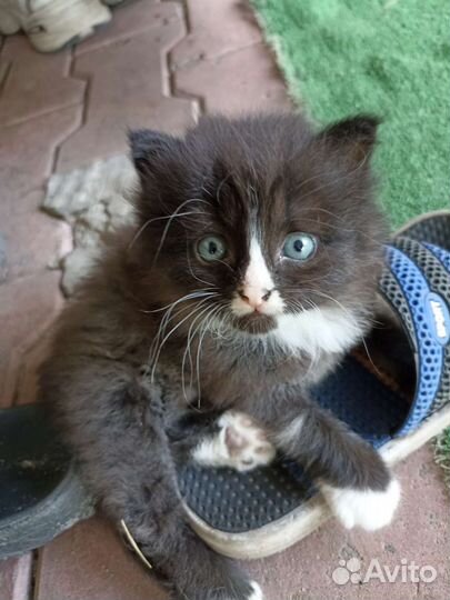 Тайский котик