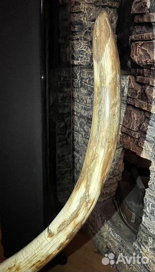 Бивень мамонта. Дизайнерский проект