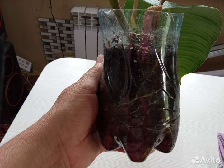 Фикус и традесканция