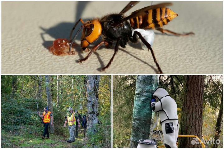 Дезинфекция