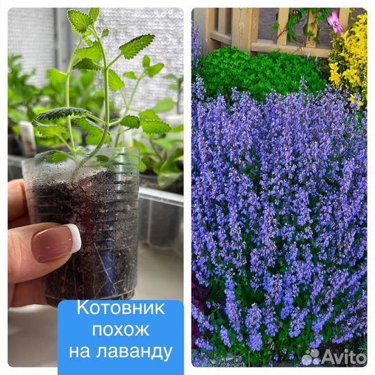 Укорененные черенки вегетативной петунии