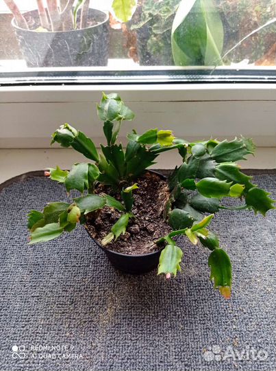 Декабрист микс