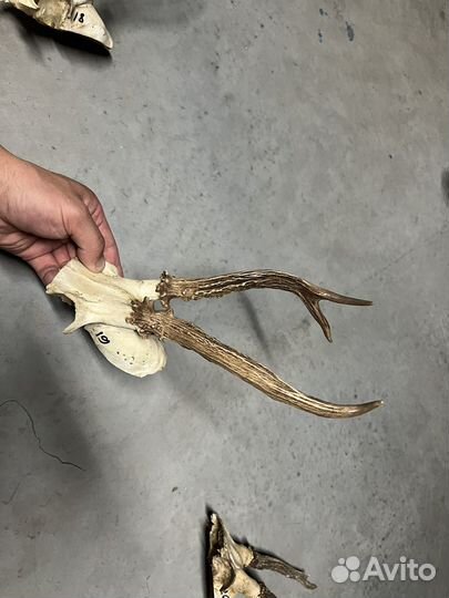 Рога оленя