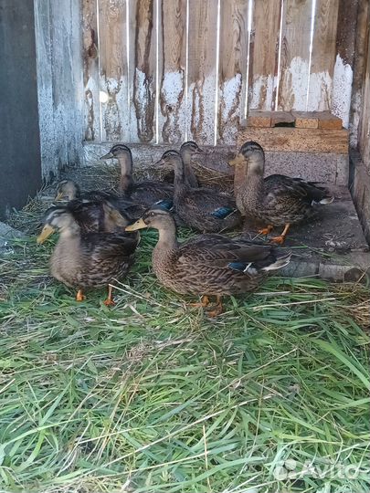 Подсадные утки