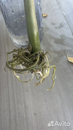 Замиокулькас