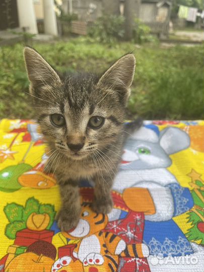 Ручной котенок мальчик 1,5 мес