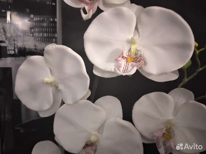 Орхидея