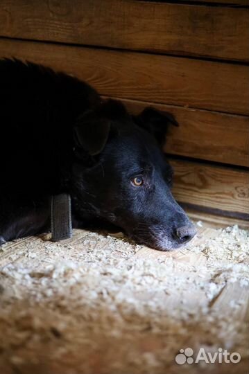 Собака Пентагон из приюта Некрасовка