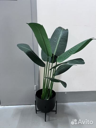 Стрелиция зеленая 150