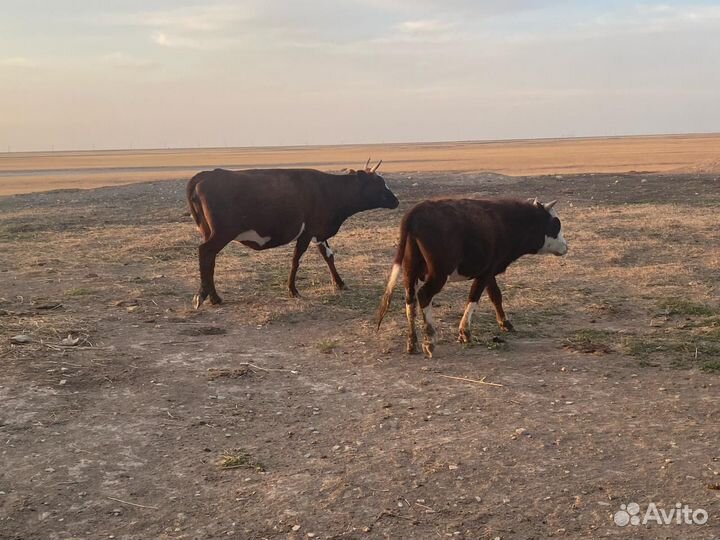 Бычки коровы