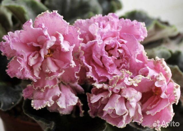 Детки сортовых фиалок