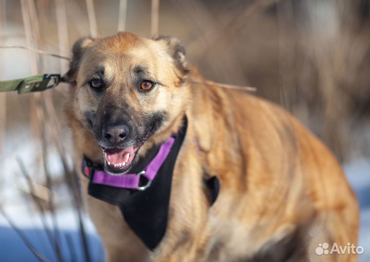 Собака девочка в дар