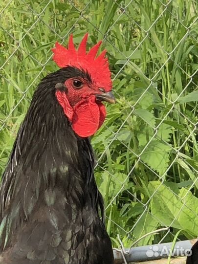 Куры джерсийский гигант