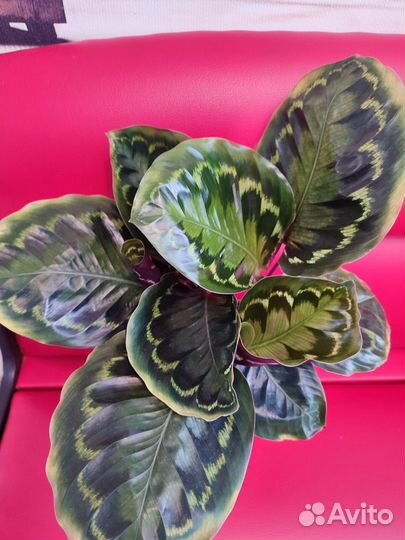 Калатея Veitchiana, вейча