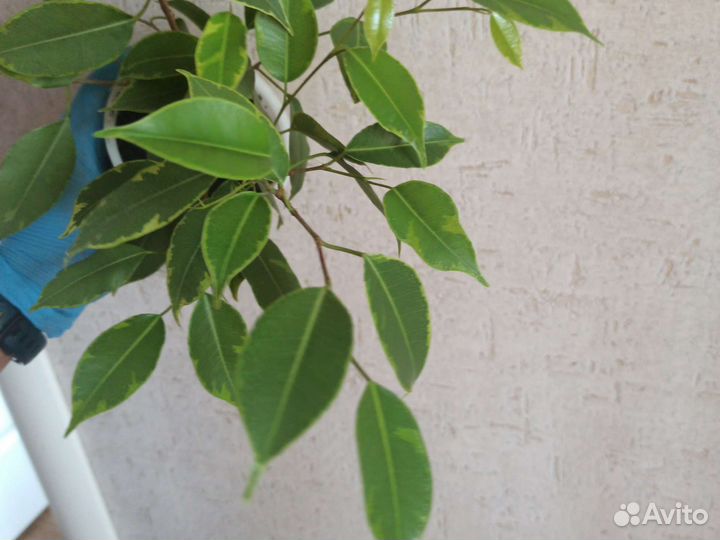 Фикус Бенджамина пестролистный