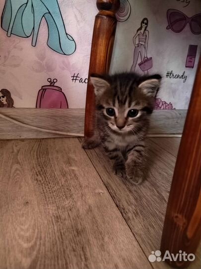 Шотландский котёнок девочка