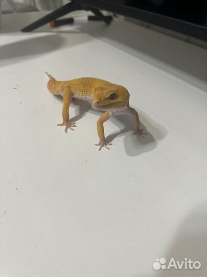 Эублефар Иранский