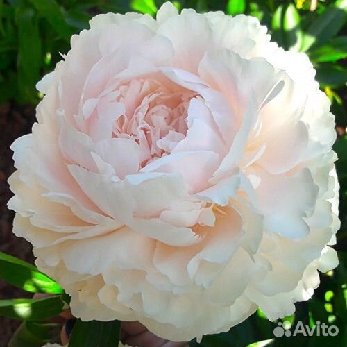 Корни пиона Соланж