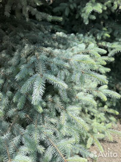 Ппродажа Голубая ель