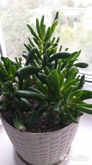 Толстянка Крассула хоббит