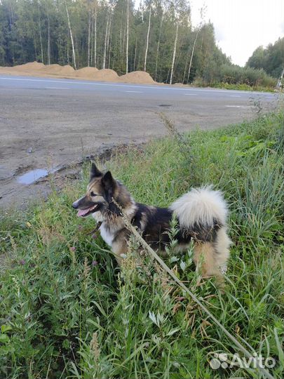 Альмочка ждёт своего человека