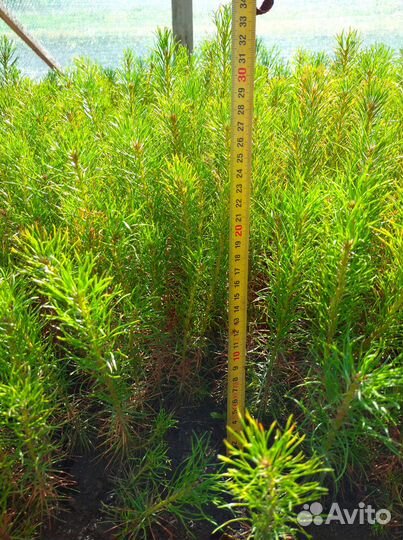 Сеянцы сосны, ель европейская