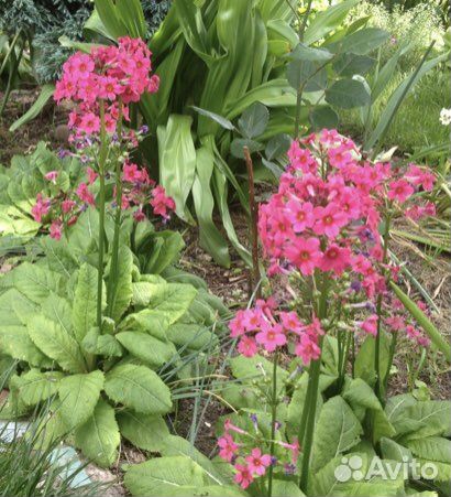 Гортензия крупнолистная и др.многолетники