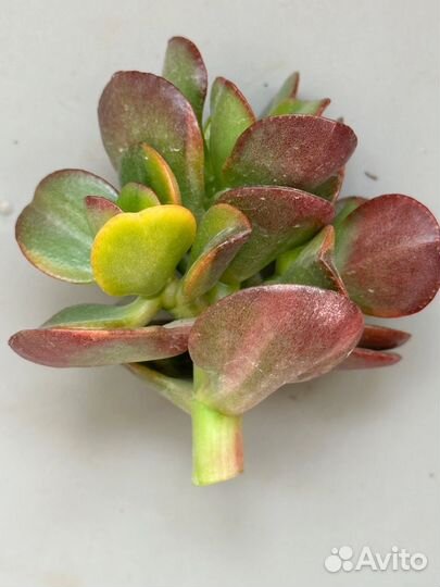 Крассула минор вариегата