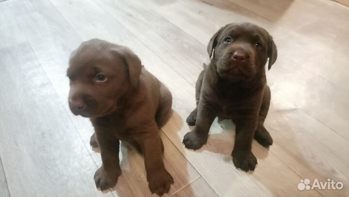 Лабродоры щенки
