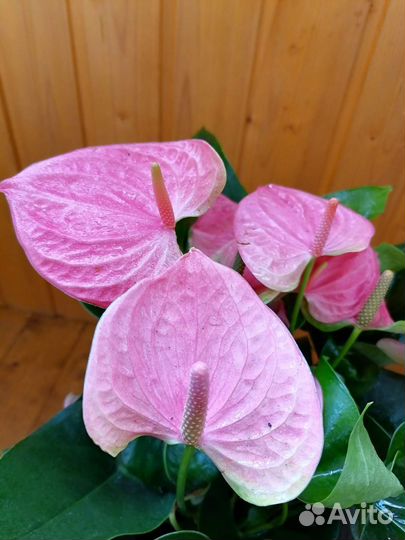 Антуриум Свит Дрим