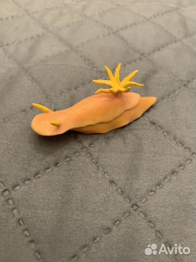 Голожаберный молюск Safari 266129