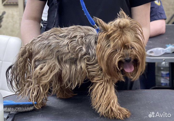 Груминг Стрижка собак Экспресс линька