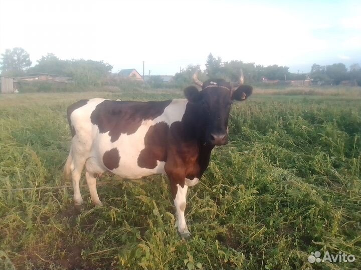 Продажа коровы