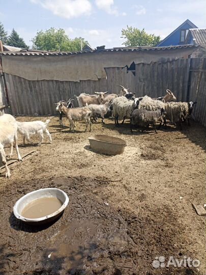 Продаю баранов и коз