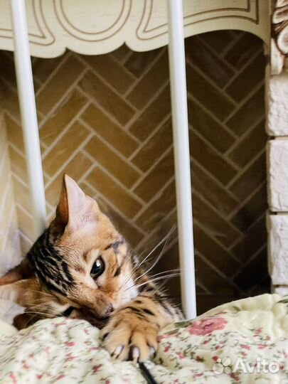 Бенгальский котёнок