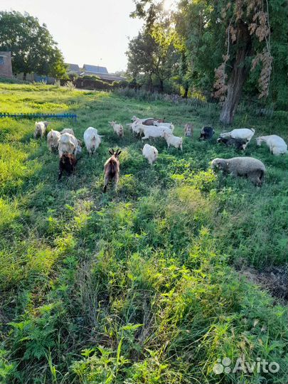 Козы и козлята продажа