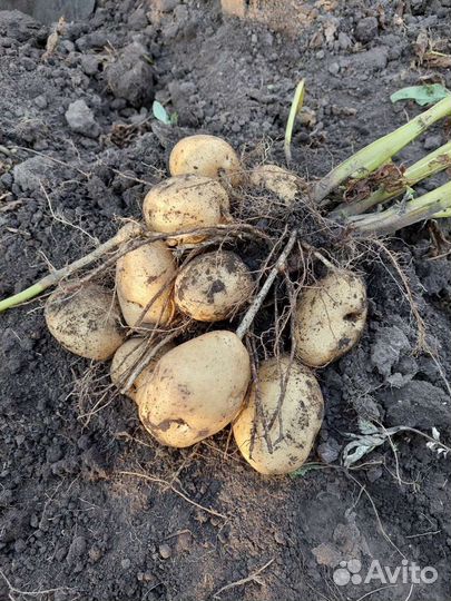 Семенной картофель