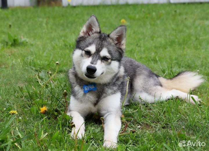 Аляскинский кли кай (мини хаски) щенки