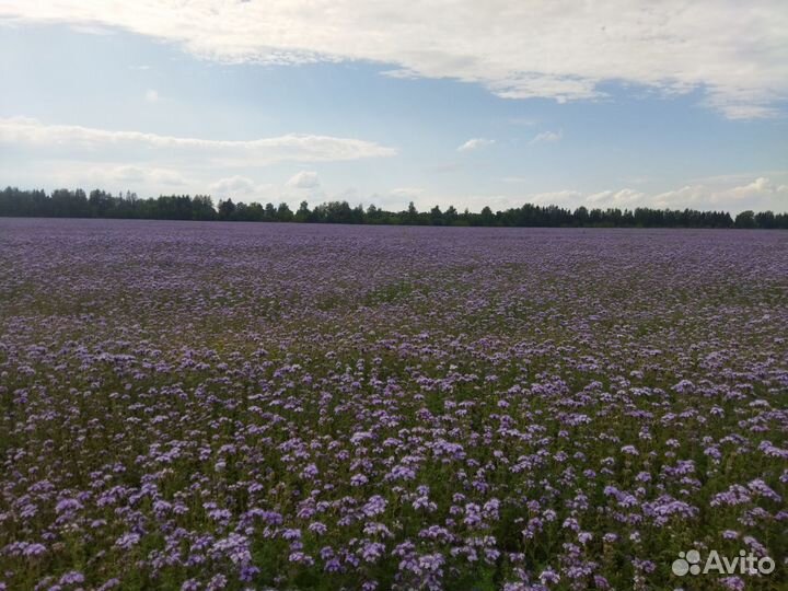 Фацелия пижмолистная, чистая